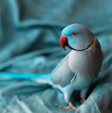 banner-Kuş Kafesleri