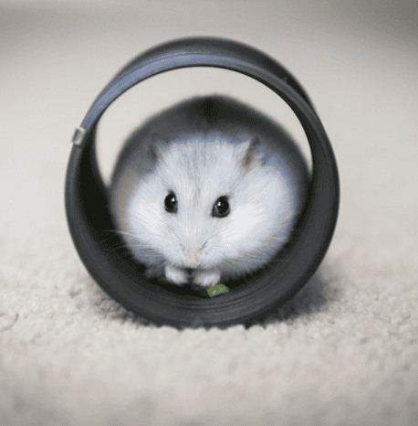 banner-Hamster Oyuncakları